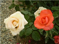 abf7c359-Picture 2798.jpg